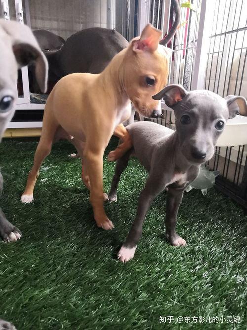 女孩的灵缇犬,一段温馨的宠物成长故事