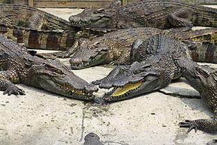 鳄鱼群,神秘水域的霸主传奇