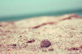 我想成为贝壳,探索成为行业翘楚的蜕变之路