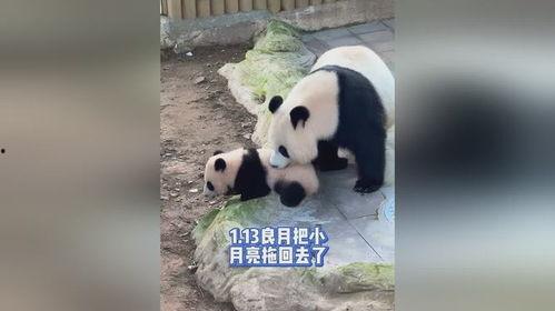 熊猫月亮,探寻神秘月宫的奇幻之旅