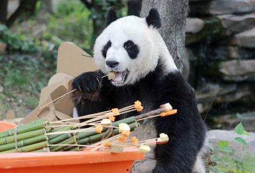 熊猫月亮,探寻神秘月宫的奇幻之旅